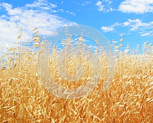 Golden Oats