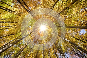 Golden october with beautiful colored beech trees in Bavaria