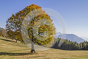 Golden October in the Monte Bondone mountains