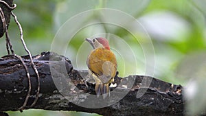 Golden-olive Woodpecker