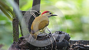 Golden-olive Woodpecker