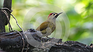 Golden-olive Woodpecker