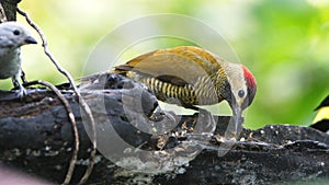 Golden-olive Woodpecker