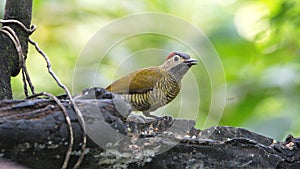 Golden-olive woodpecker on a branch