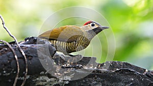 Golden-olive woodpecker on a branch
