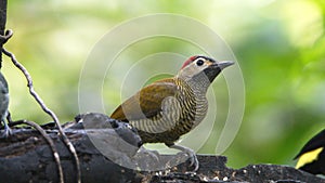 Golden-olive woodpecker on a branch photo