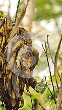 Golden-olive Woodpecker on a bunch of bananas photo