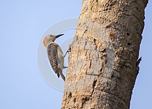 Golden-Olive Woodpecker (Colaptes rubiginosus)