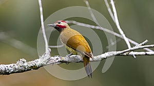 Golden-olive woodpecker Colaptes rubiginosus, Carpintero verde dorado photo