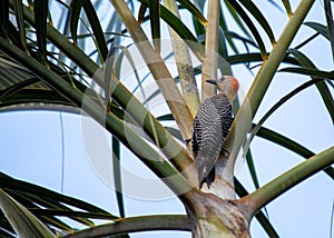 Golden-olive Woodpecker (Colaptes rubiginosus) in Central and South America