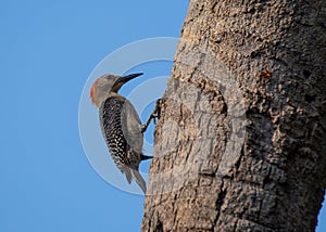 Golden-olive Woodpecker (Colaptes rubiginosus) in Central and South America