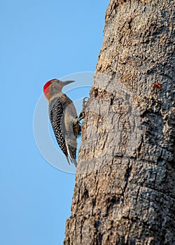 Golden-olive Woodpecker (Colaptes rubiginosus) in Central and South America photo