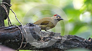 Golden-olive Woodpecker photo