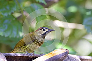 Golden-olive Woodpecker    844355 photo