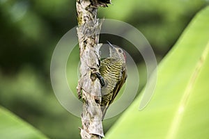 Golden-olive Woodpecker on a tiny trunk