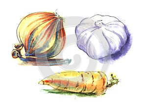 Golden onion, Garlic, orange carrot. Set of three hand drawn watercolor illustration on a textured paper. Isolate on a hite