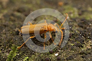 Golden Orange beetle