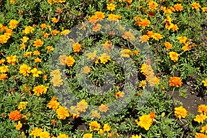 Golden orange flower heads of Tagetes patula