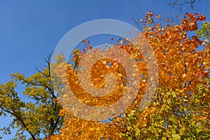 Golden and orange foliage of maple tree on the background of blue sky. Forest in autumn