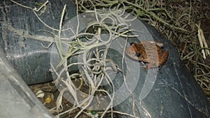 Golden orange frog on riverstone and moss