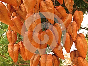 Golden Orange Rain tree, Koelreuteria paniculata, ripe seed pods close-up. Autumn. Nature. Trees.