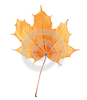 Golden orange and red maple leaf isolated white background. Beautiful autumn maple leaf isolated on white.