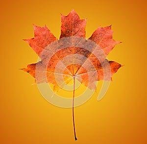 Golden orange and red maple leaf on soft orange background. Beautiful autumn maple leaf isolated