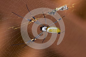 Golden Orb Spider