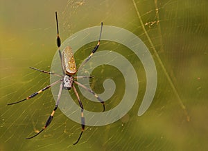 Golden Orb Spider