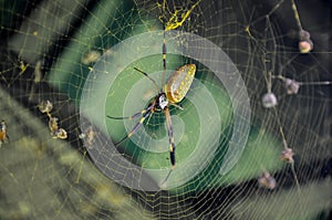 Golden Orb Spider in Corcovado National Park, Costa Rica photo