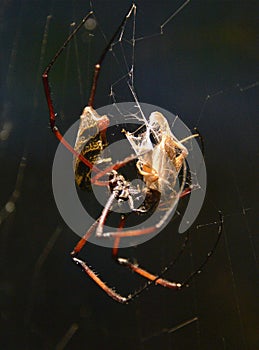 Golden orb spider
