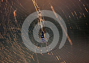 Golden Orb Spider in her web