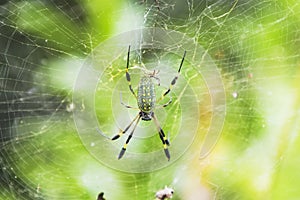 Golden Orb Spider in its web in Cahuita Beach in Costa Rica