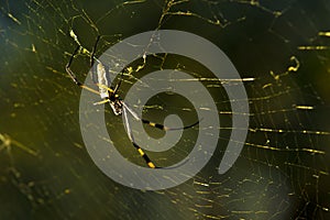 Golden orb spider