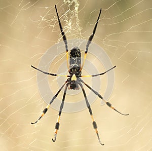 Golden Orb Spider