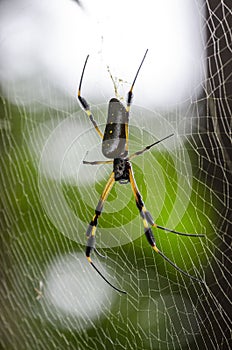 Golden orb spider and web