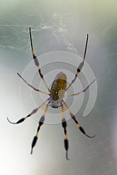 Golden Orb Spider on web top View