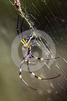 The Golden Orb Weaver