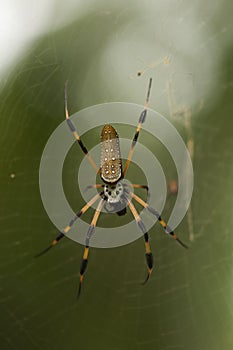 Golden orb weaver spider or banana spider