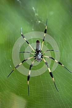 Golden orb weaver spider or banana spider