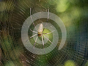 Golden orb weaver spider