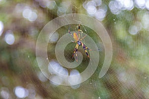 Golden Orb-Weaver Spider