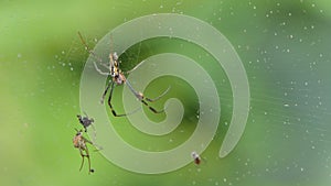 Golden Orb-weaver Spider on cobweb in tropical rain forest.