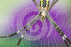 Golden Orb-weaver Spider