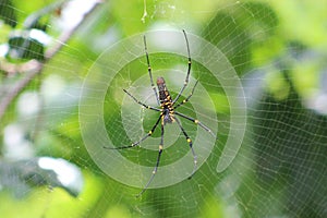 Golden Orb Weaver spider, Nephilia species