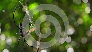 Golden orb weaver spider in the rainforest