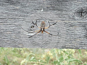 Golden Orb Weaver spider on a Texas fence.