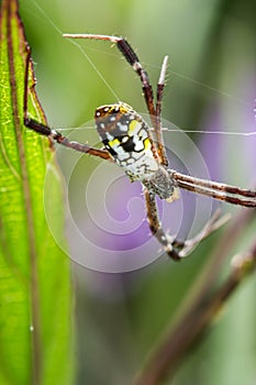 Golden Orb-weaver Spider