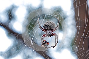 Golden orb-weaving spider extreme closeup.