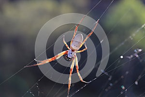 Golden Orb Weaving Spider photo